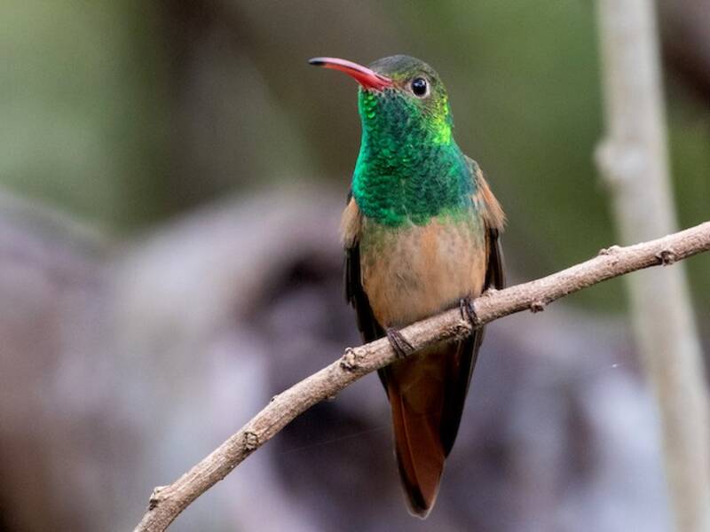 Colibrì dal ventre fulvo