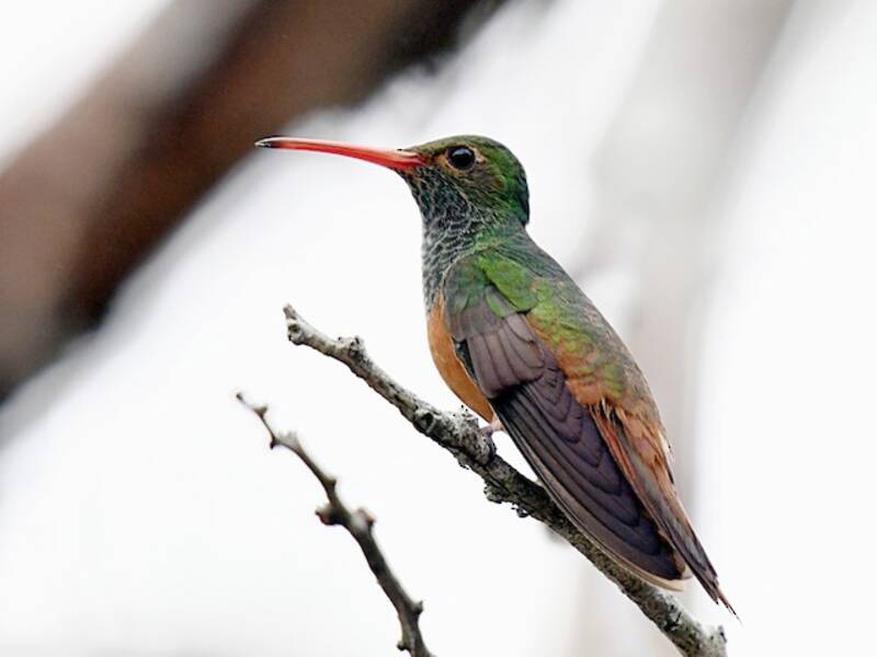 Colibrí de Vientre Leonado, Fotos 4