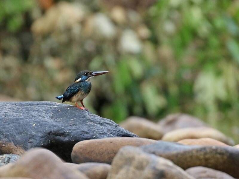 Martin-pêcheur à collier bleu