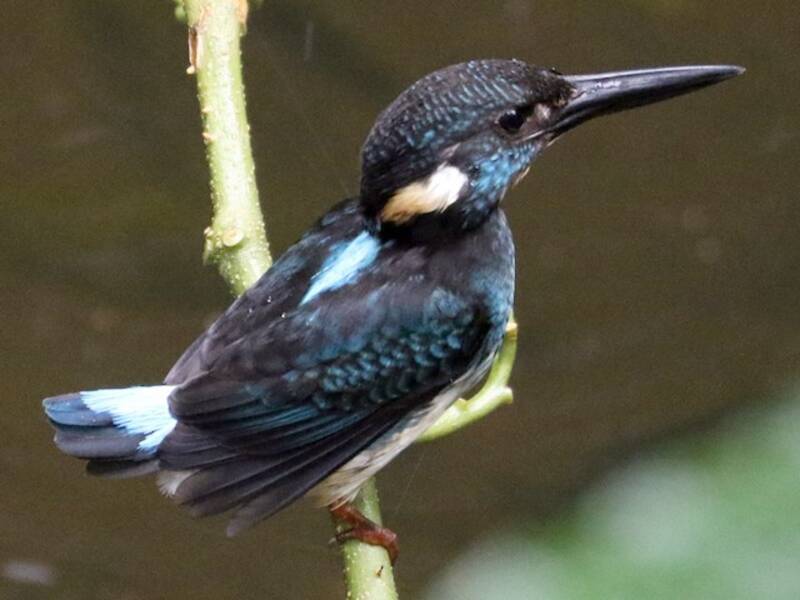 Java-Blaugenick-Eisvogel, Fotos 2