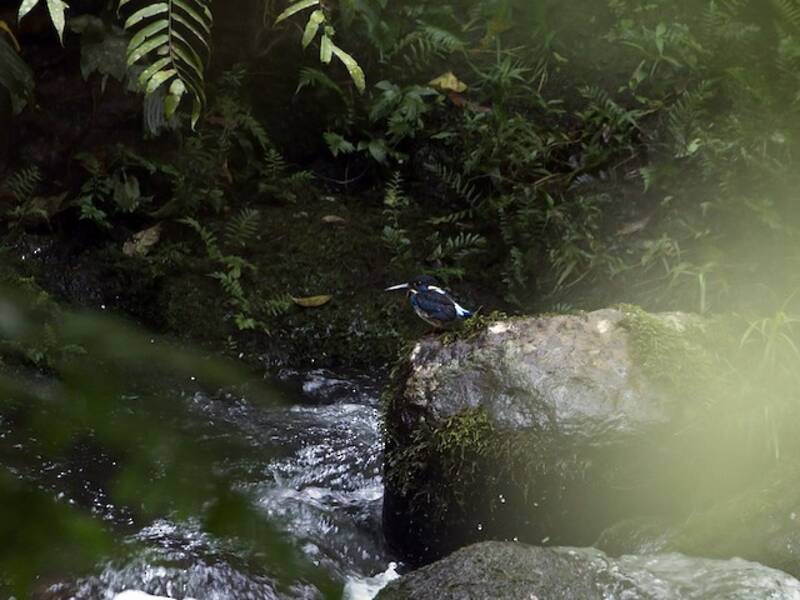 Java-Blaugenick-Eisvogel, Fotos 4