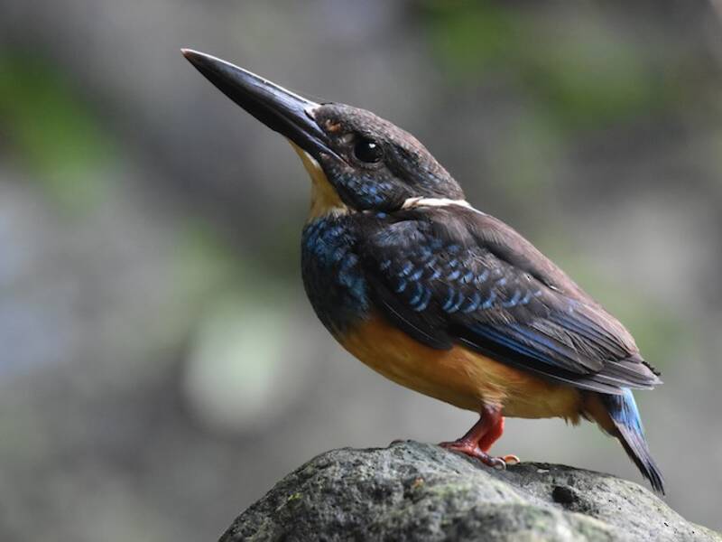 Java-Blaugenick-Eisvogel, Fotos 3