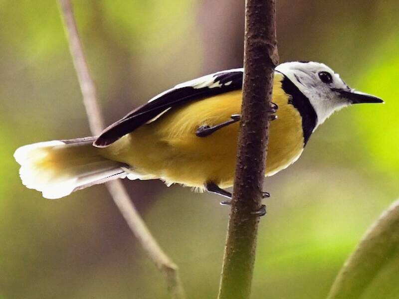 Buff-bellied Monarch