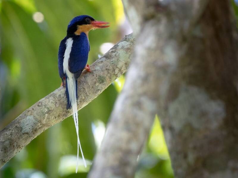 Buff-breasted Paradise-Kingfisher