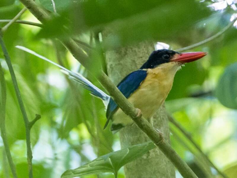 Black-capped Paradise-Kingfisher, 照片 2