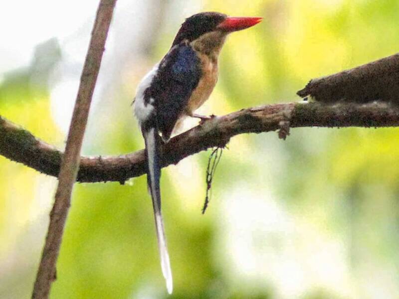 Black-capped Paradise-Kingfisher, 照片 4