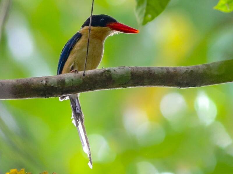 Black-capped Paradise-Kingfisher, 照片 3