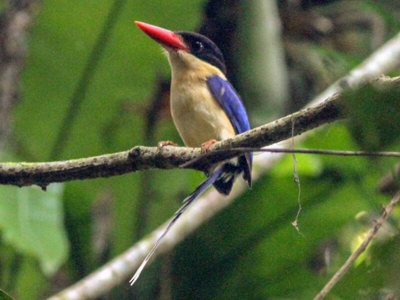 Black-capped Paradise-Kingfisher