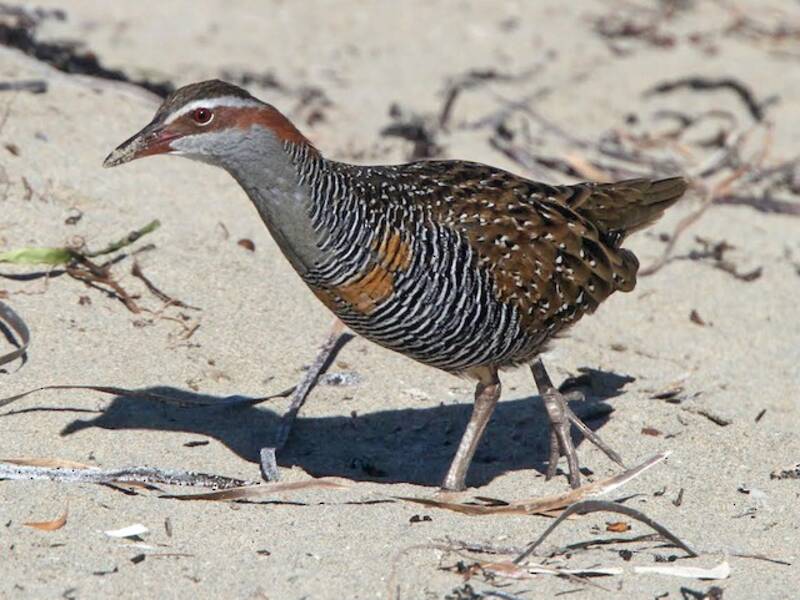 Buff-banded Rail