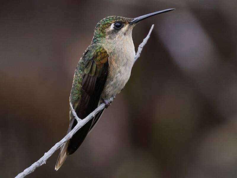 Buff-breasted Sabrewing