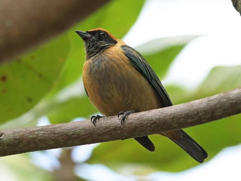 Tangara cayena