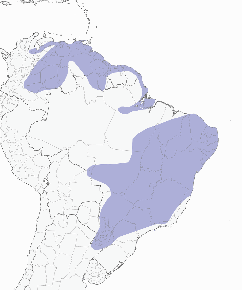 Tangara cayena, Distribución 1