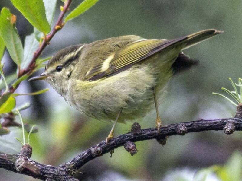 Luì barrato fulvo, Foto 3