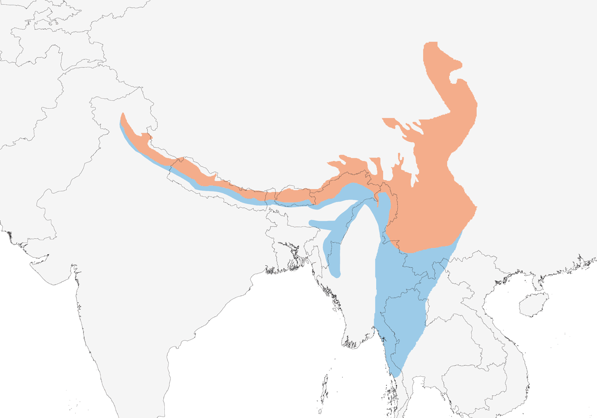 Luì barrato fulvo, Distribuzione 1