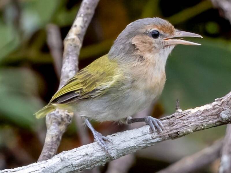 Ockerwangen-Spottvireo, Fotos 3