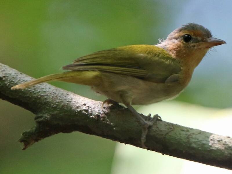 Ockerwangen-Spottvireo, Fotos 2