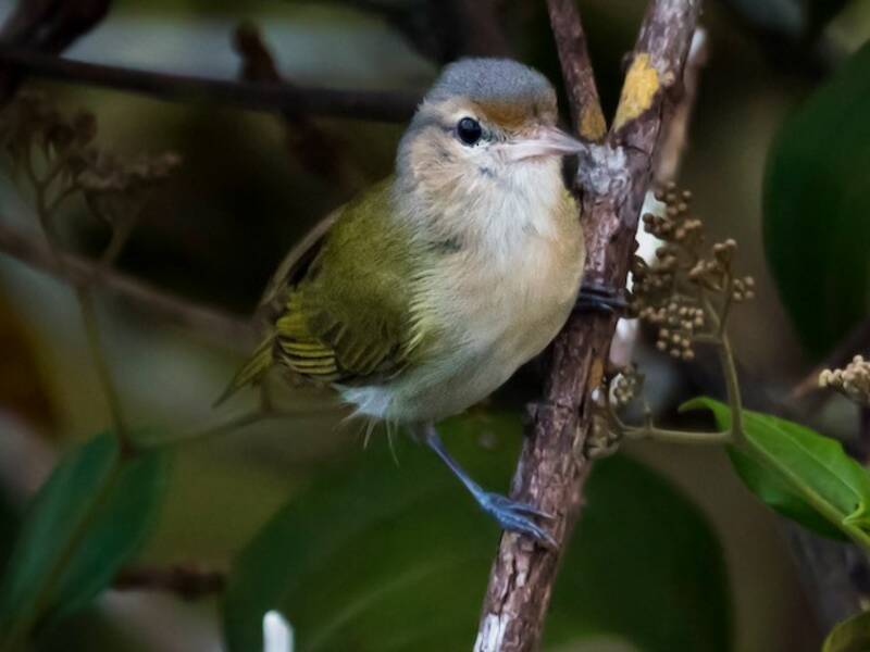 Ockerwangen-Spottvireo