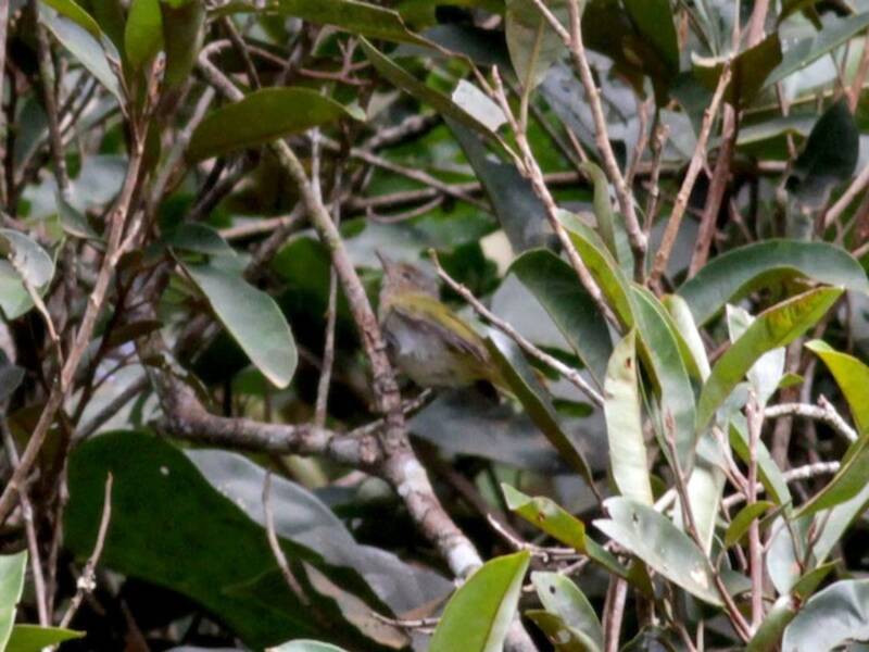 Ockerwangen-Spottvireo, Fotos 4