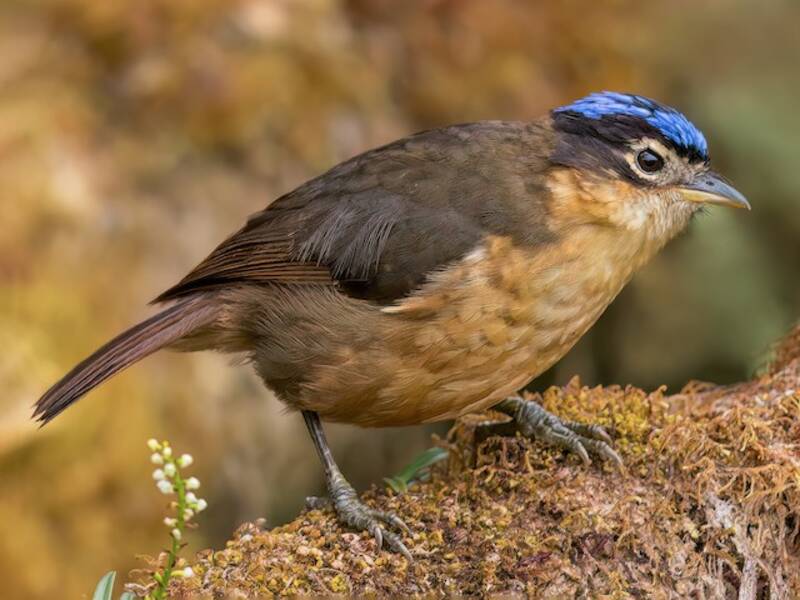 Blue-capped Ifrita (Ifrita kowaldi)