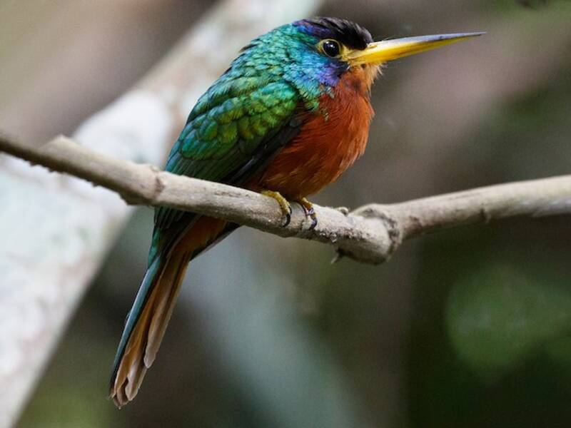 Blue-cheeked Jacamar, Photos 3