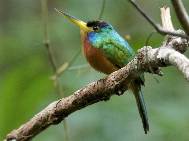 Blue-cheeked Jacamar