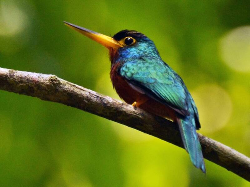 Blue-cheeked Jacamar, Photos 2
