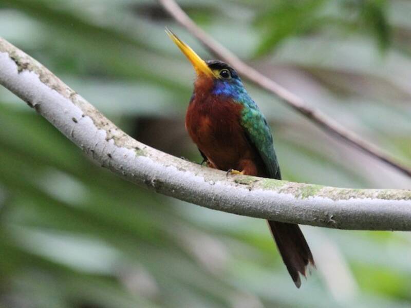 Blue-cheeked Jacamar, Photos 4