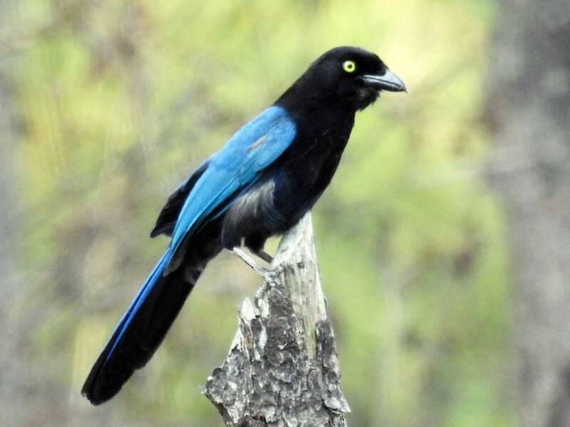 Bushy-crested Jay, Photos 2