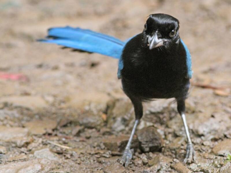 Bushy-crested Jay, Photos 3