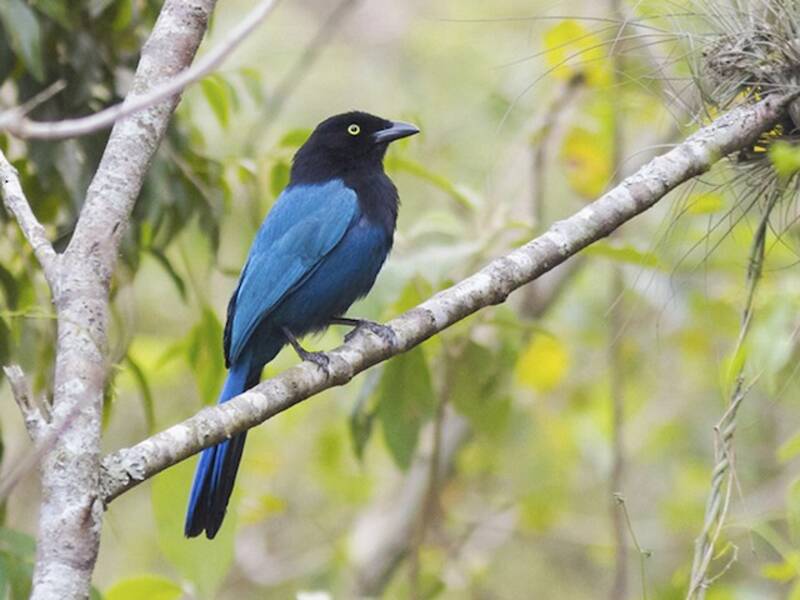 Bushy-crested Jay, Photos 4