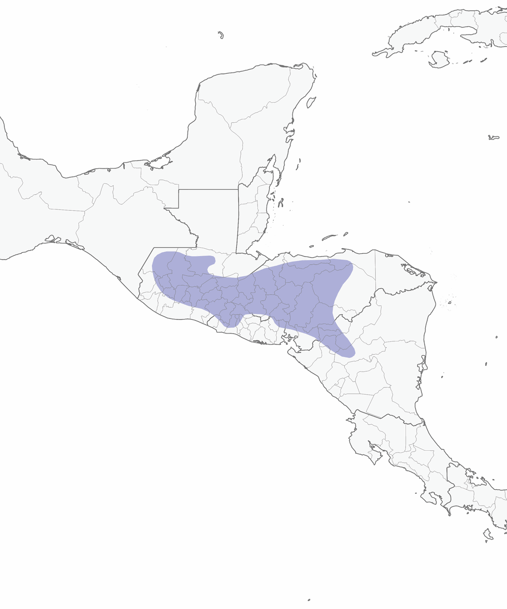 Bushy-crested Jay, Distribution 1