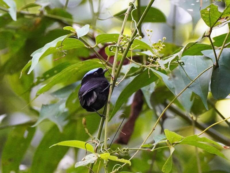 Velvety Manakin