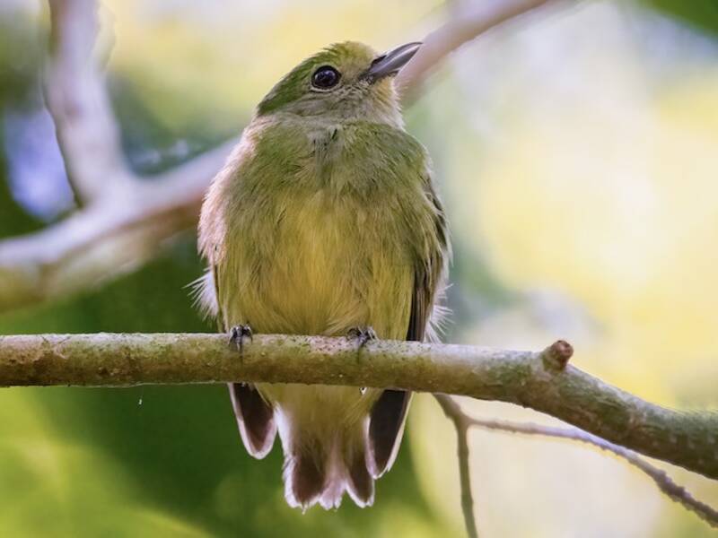 Velvety Manakin, Photos 2