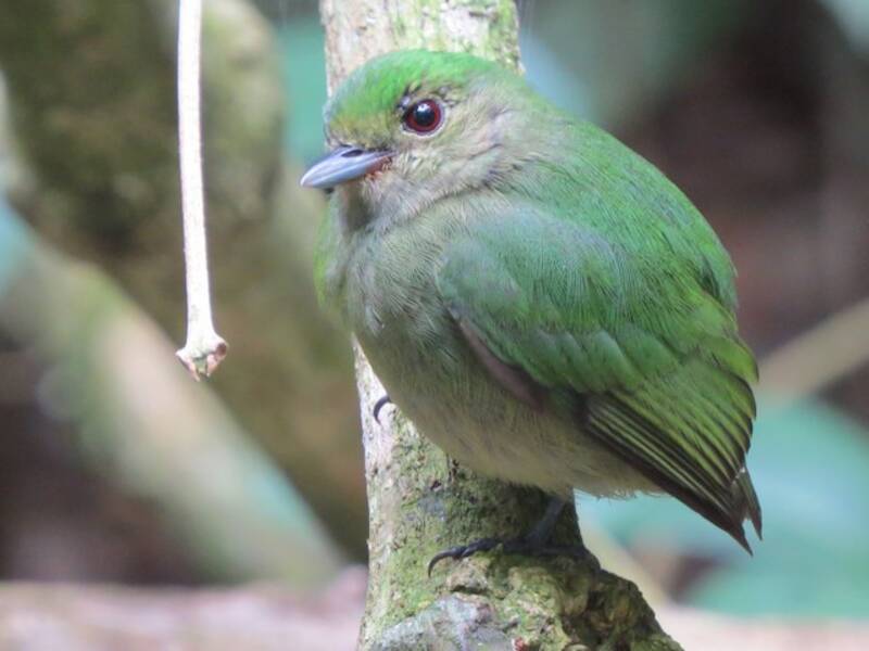 Velvety Manakin, Photos 3