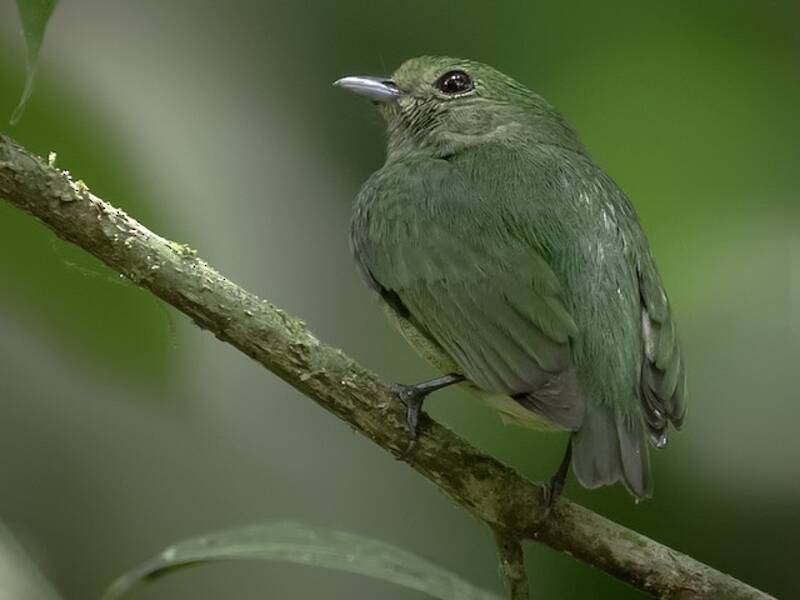 Velvety Manakin, Photos 4