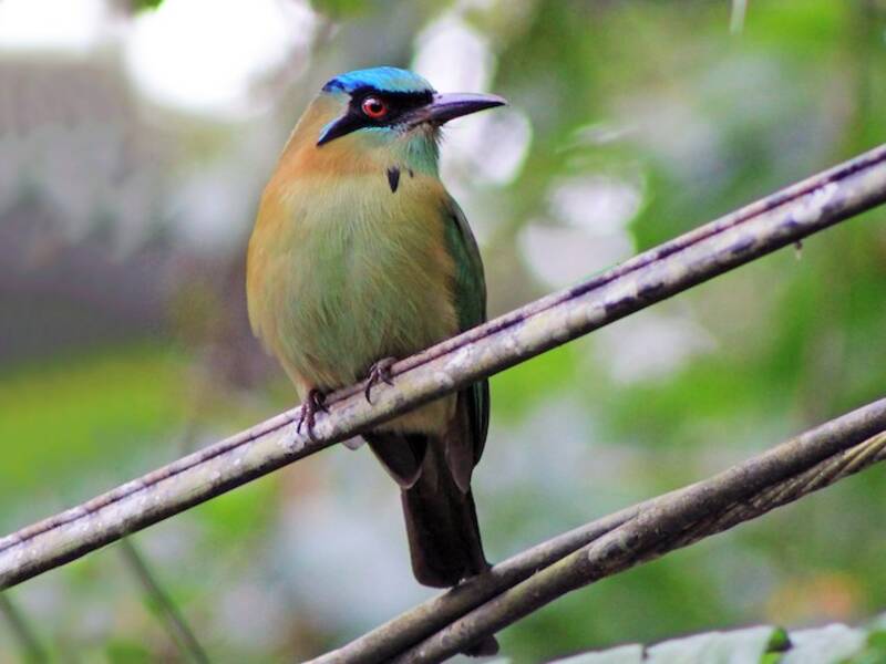 Blaubrauenmotmot, Fotos 4