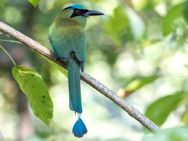 Blaubrauenmotmot, Fotos 3