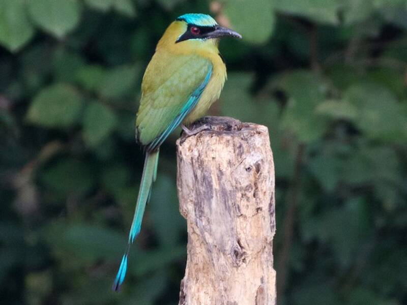 Blaubrauenmotmot, Fotos 2