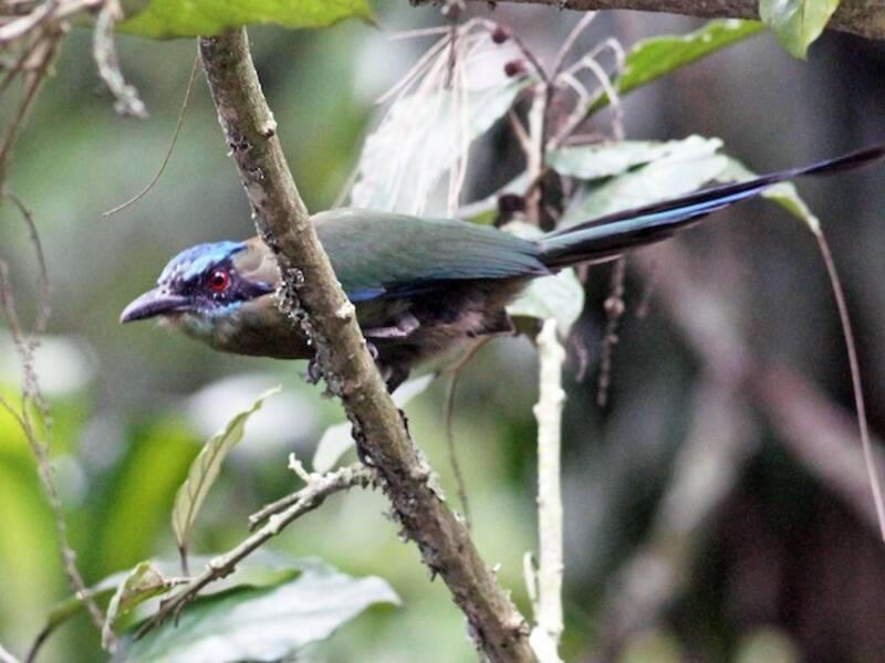 Blaubrauenmotmot