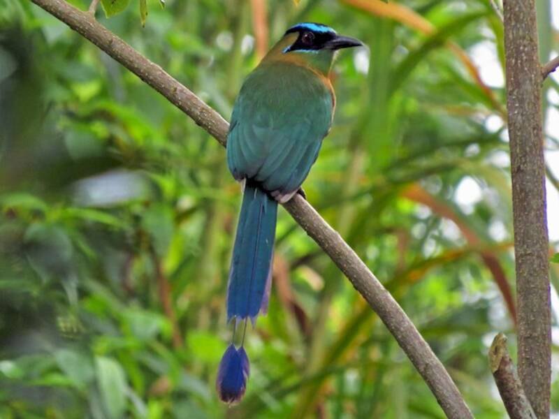 Motmot de Lesson, Photos 4