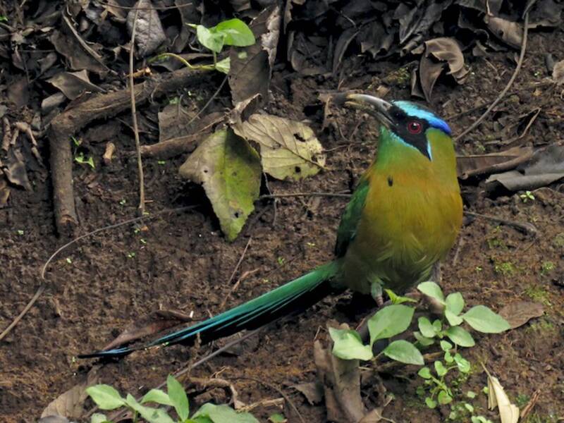Motmot de Lesson, Photos 2