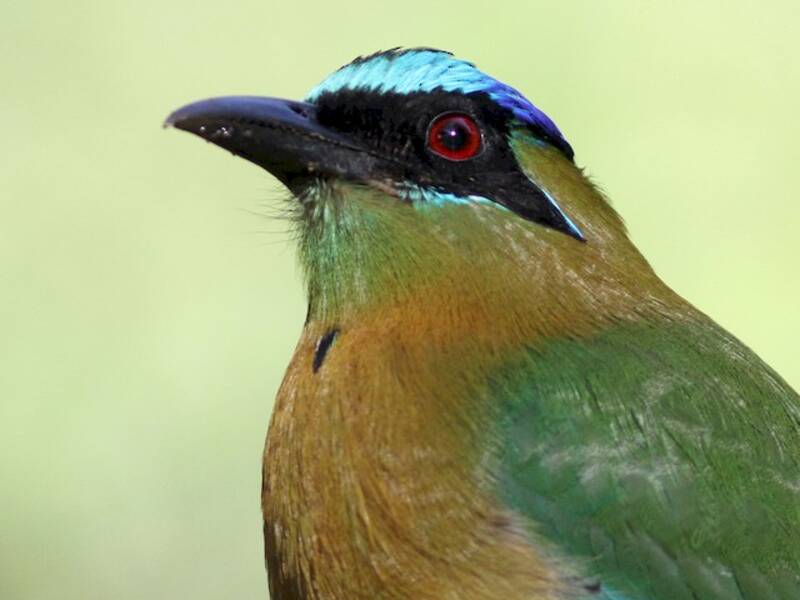 Motmot de Lesson, Photos 3