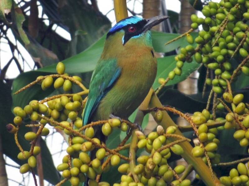 Motmot de Lesson