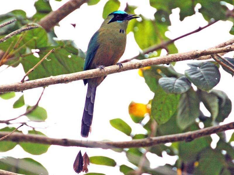 Momoto Aullador, Fotos 4