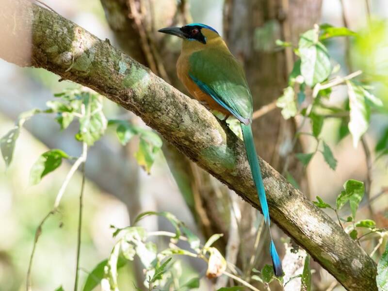 Whooping Motmot