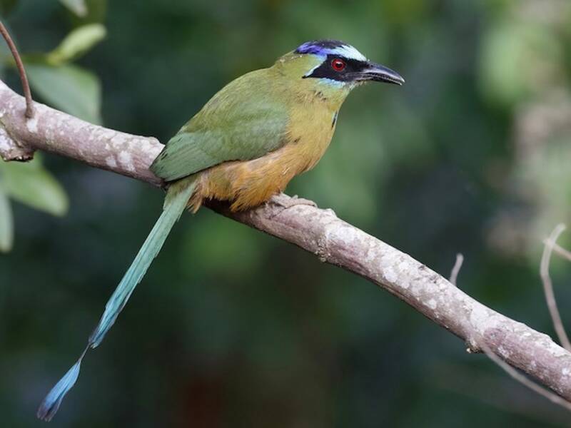Motmot dell'Amazzonia, Foto 2