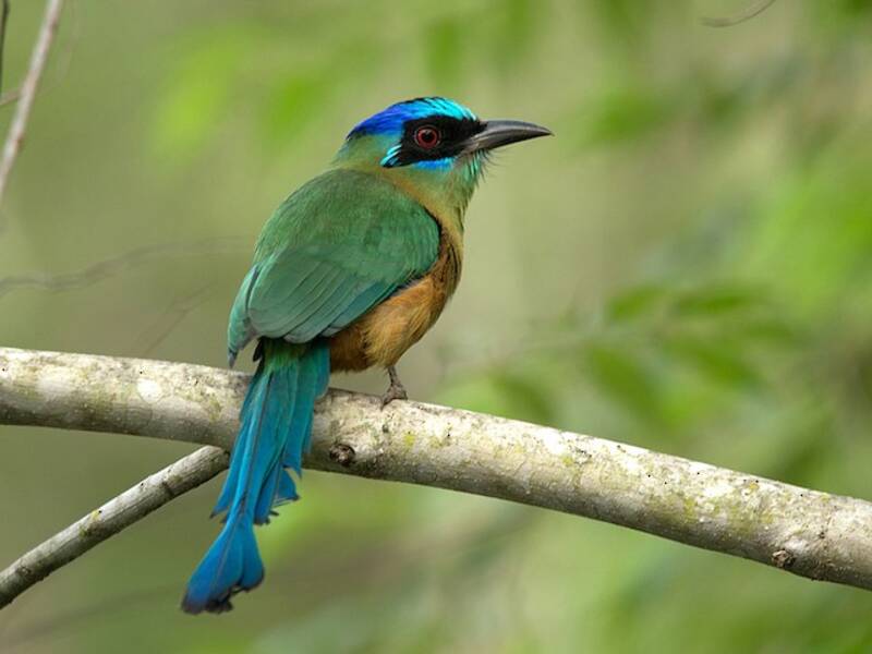 Motmot dell'Amazzonia, Foto 3