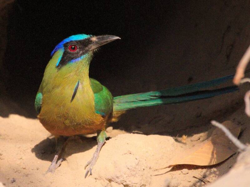 Motmot dell'Amazzonia, Foto 4