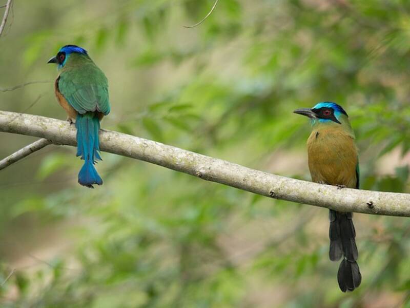 Motmot dell'Amazzonia