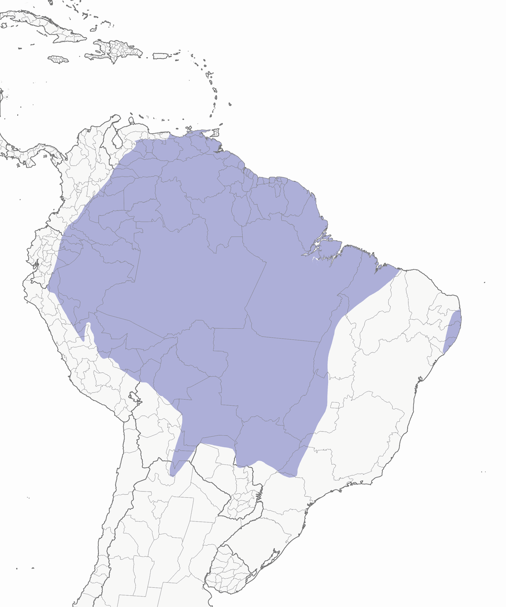 Motmot dell'Amazzonia, Distribuzione 1